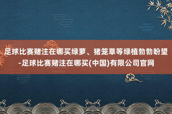 足球比赛赌注在哪买绿萝、猪笼草等绿植勃勃盼望-足球比赛赌注在哪买(中国)有限公司官网